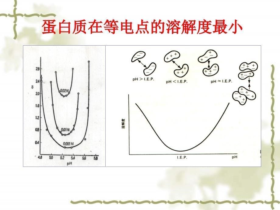 第七章蛋白质的分离纯化.课件_第5页