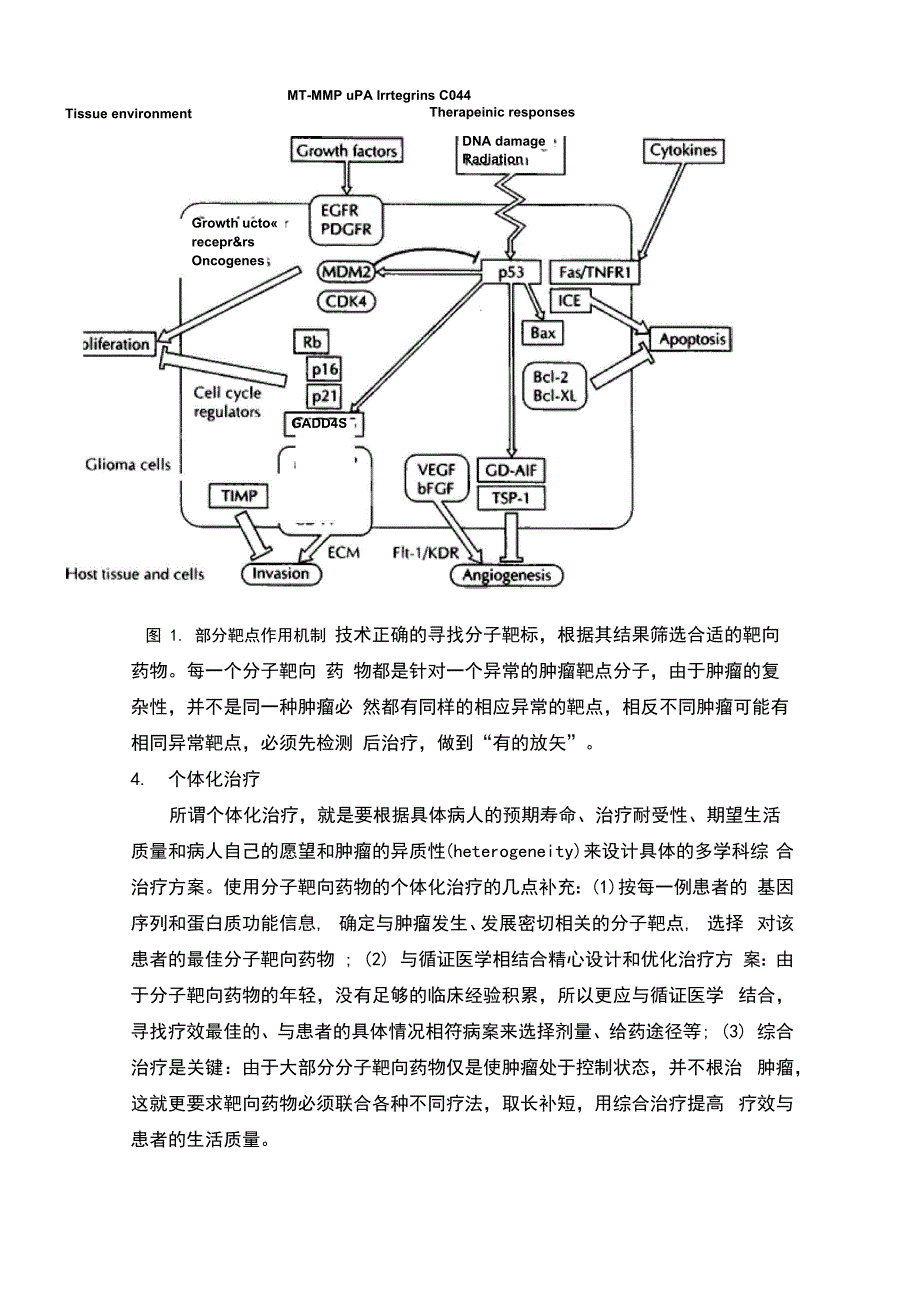 肿瘤分子靶向治疗_第3页