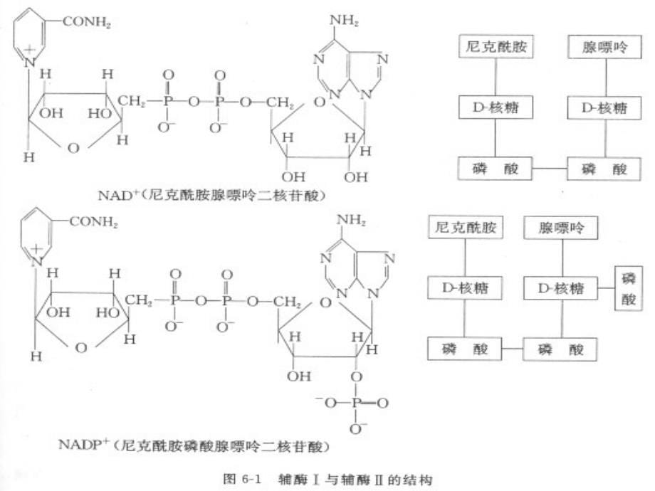 第六章维生素和辅酶_第5页