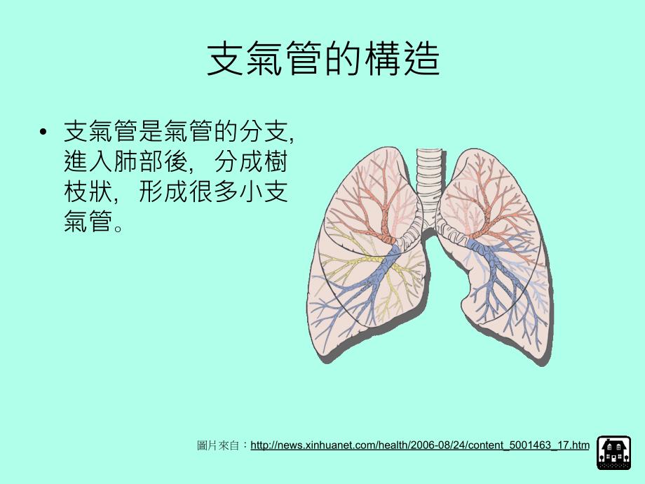 空气流道支气管_第4页