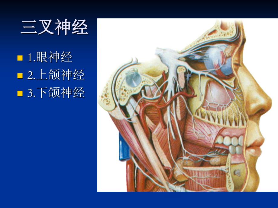 人体解剖学第九章神系统脑神经 2_第3页