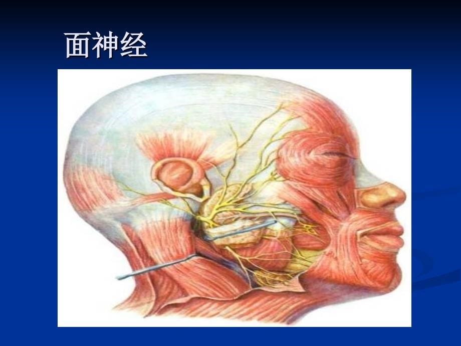 人体解剖学第九章神系统脑神经 2_第5页