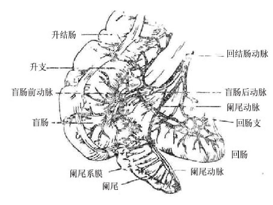 《肠系膜血管CT检查》PPT课件_第4页