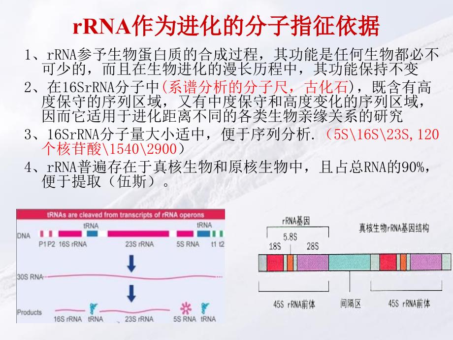 第十二章微生物的进化、系统发育、分类ppt课件_第4页