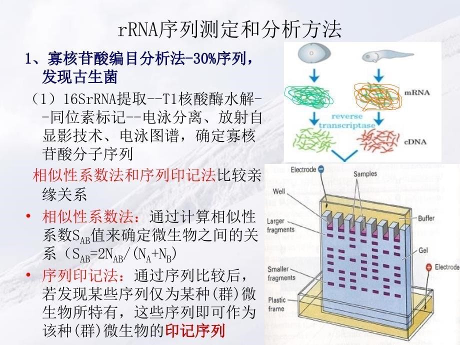 第十二章微生物的进化、系统发育、分类ppt课件_第5页