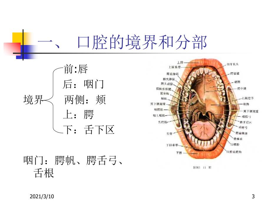 ruhAAA口腔局部解剖_第3页