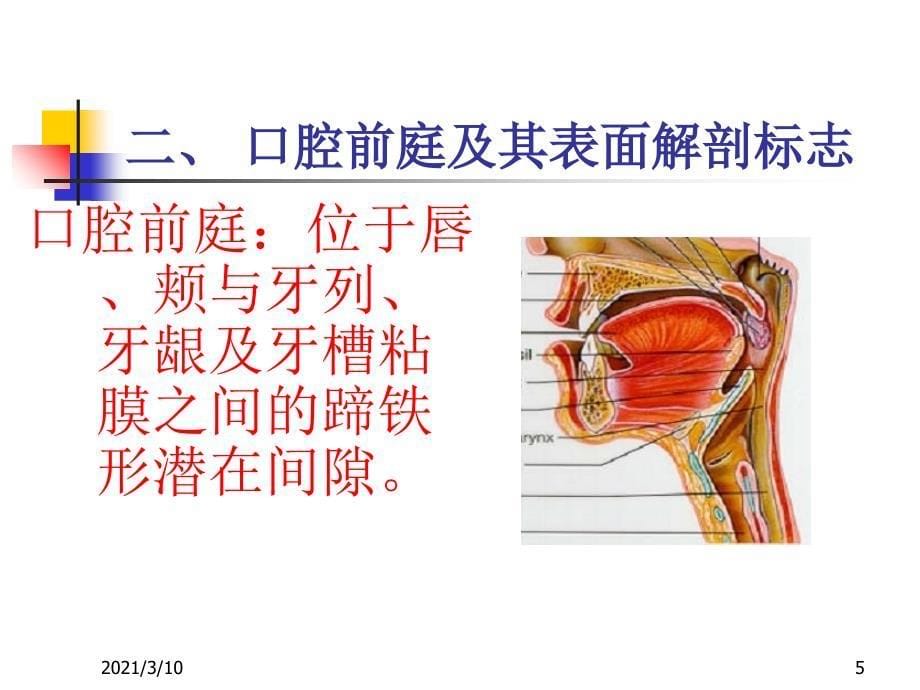 ruhAAA口腔局部解剖_第5页