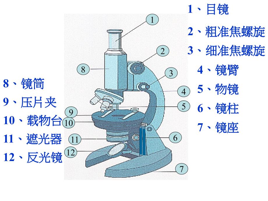 解开生物体结构的秘密课件_第5页