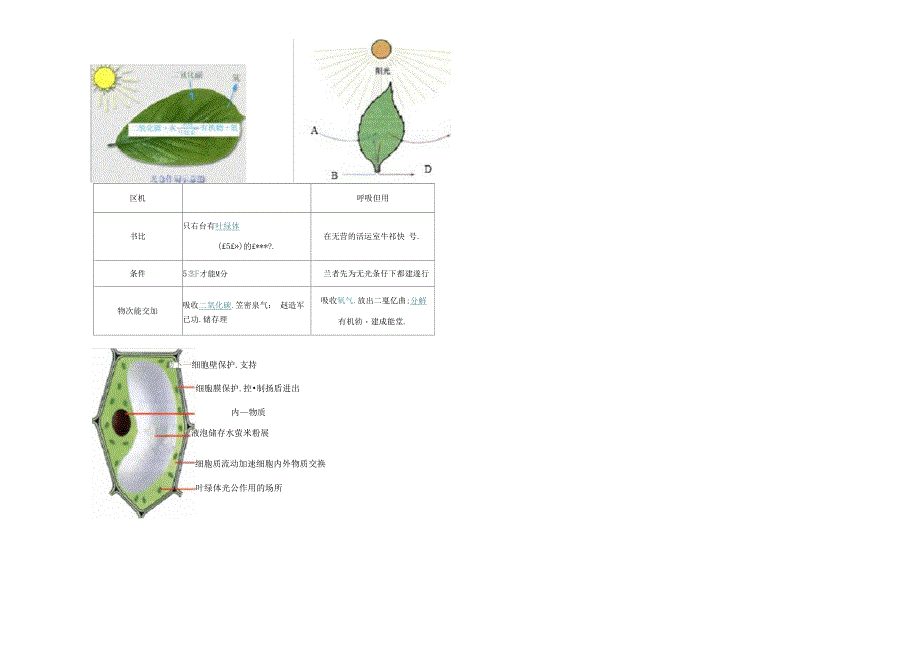 植物的光合作用复习导学案_第3页