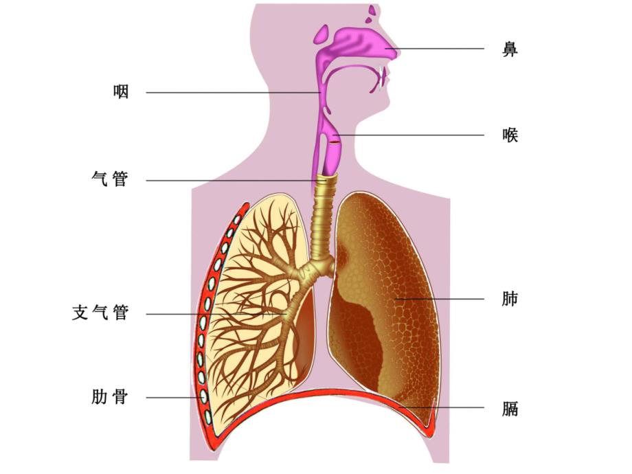 621人体呼吸系统 初一生物课件教案 苏教版_第2页