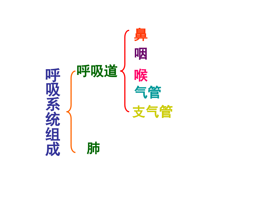 621人体呼吸系统 初一生物课件教案 苏教版_第3页