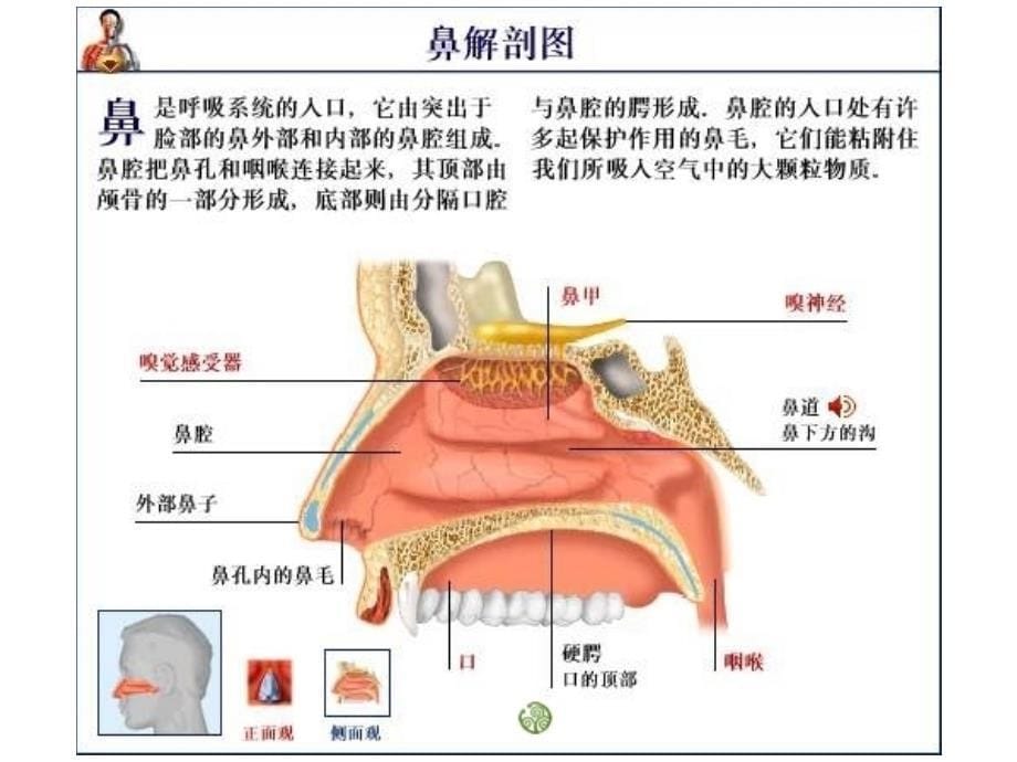 621人体呼吸系统 初一生物课件教案 苏教版_第5页