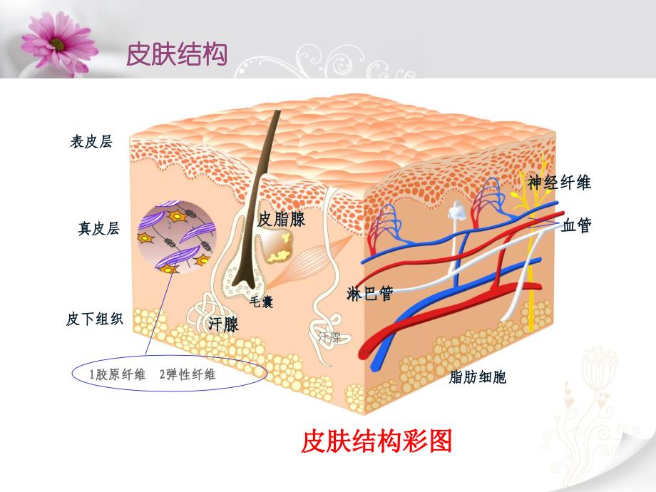 皮肤结构与药物经皮收过程_第3页