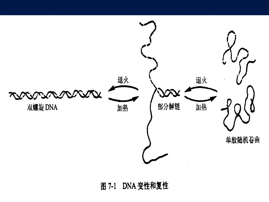 1分子生物学常用技术2杂交_第4页