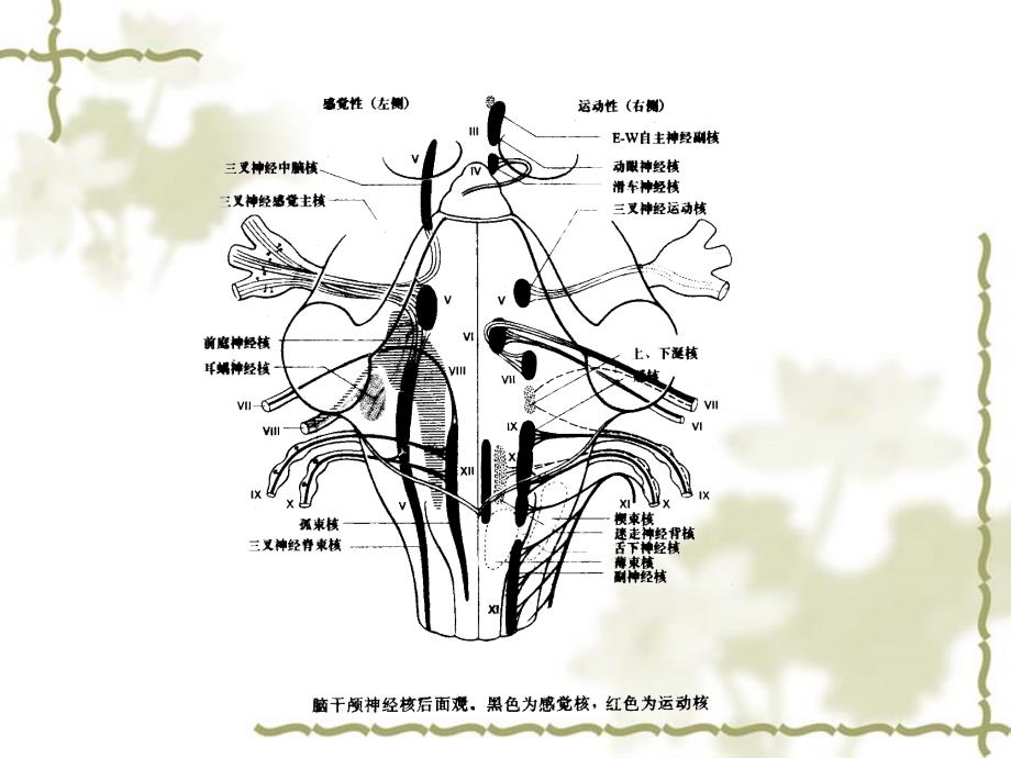 颅神经病变的检查_第3页