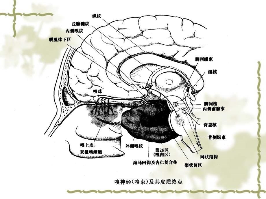 颅神经病变的检查_第5页