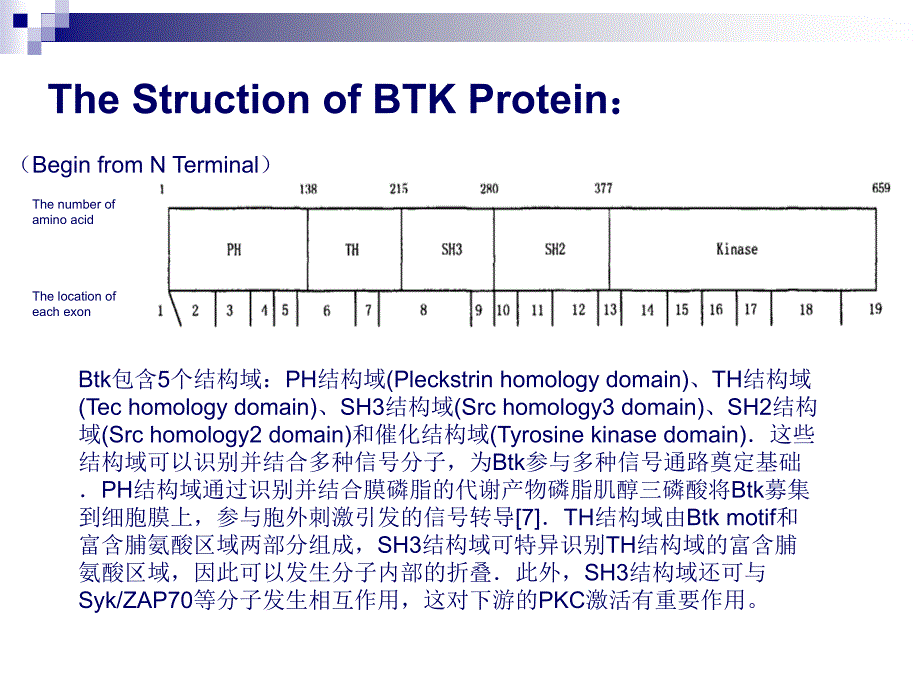 X连锁无丙种球蛋白血症XLA_第4页