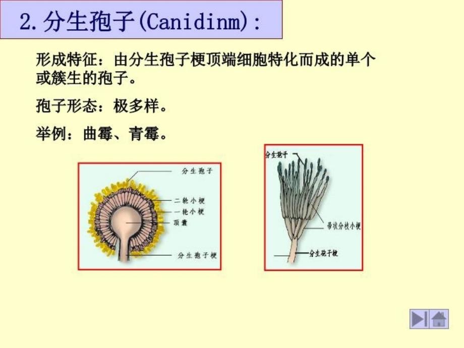 最新微生物学竞赛辅导霉菌的几种孢子PPT课件_第3页