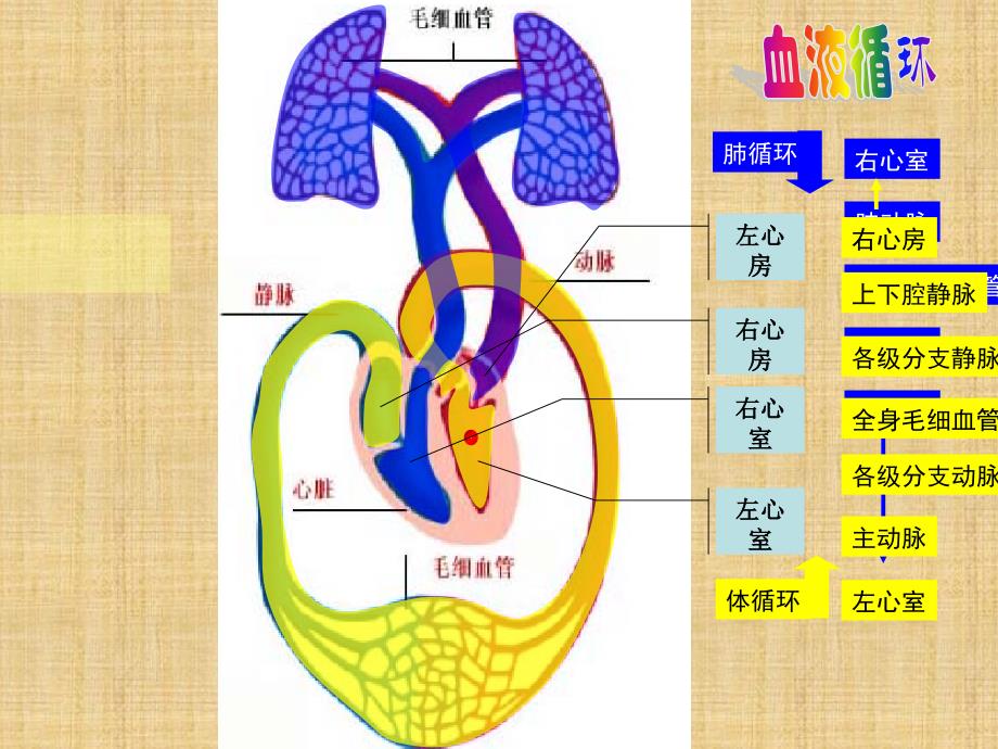 第四节输血和血型ppt课件_第1页