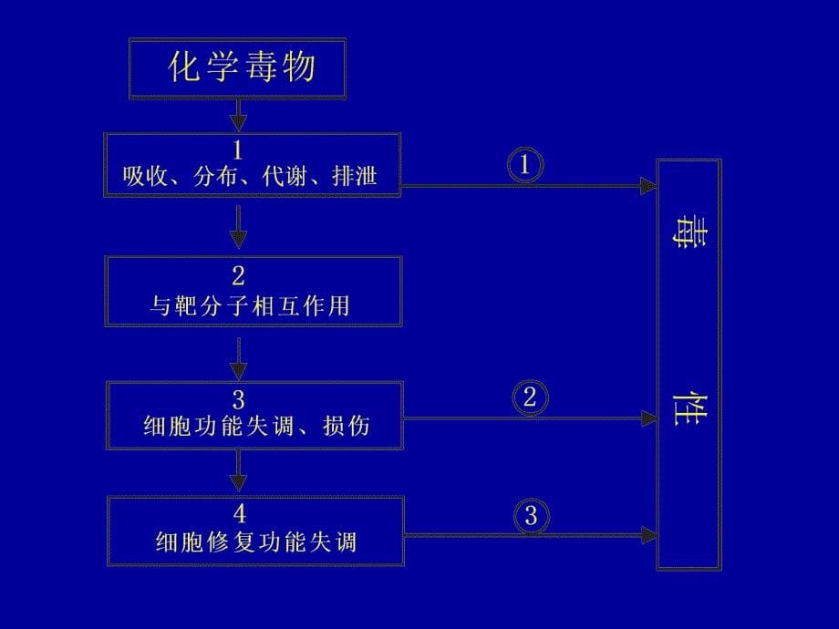 教学课件第四章毒性机制mechanismsoftoxicity_第5页