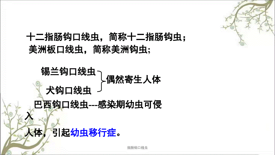 指肠钩口线虫课件_第2页