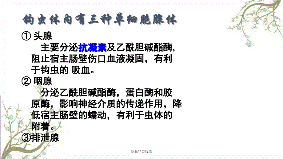 指肠钩口线虫课件_第4页