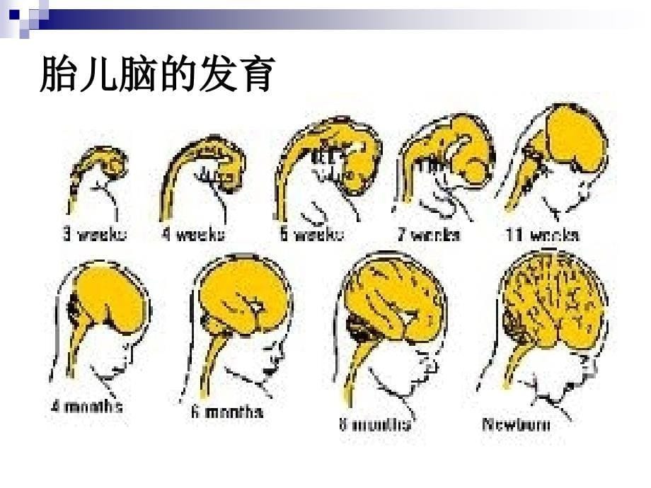 人类心理第三章人类行为的生物学基础.ppt_第5页