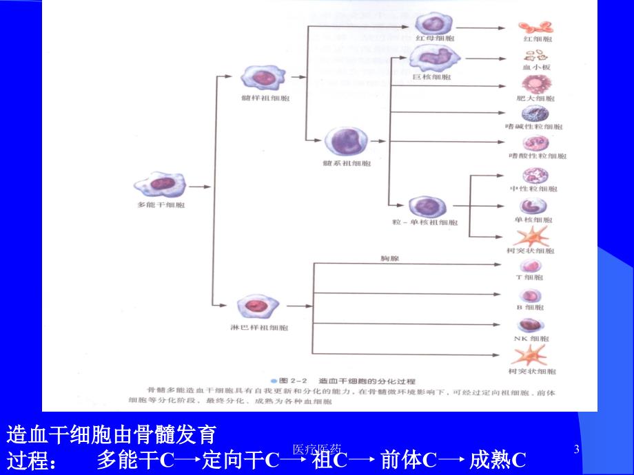 19章免疫缺陷病【深层分析】_第3页