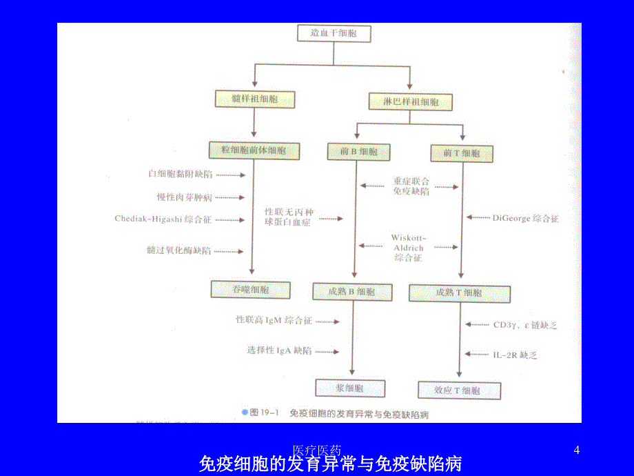 19章免疫缺陷病【深层分析】_第4页