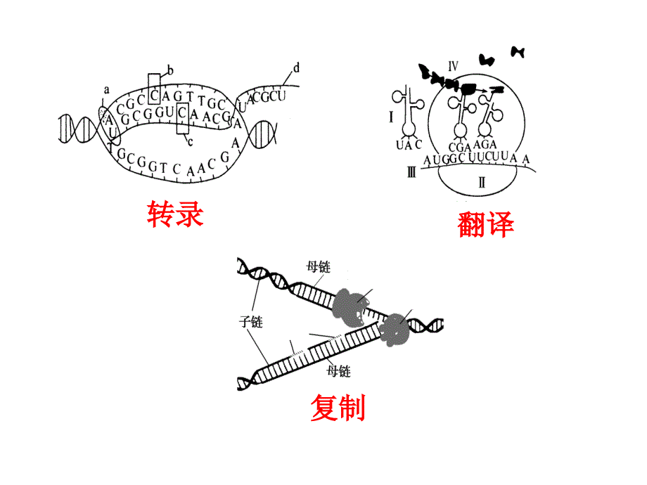 遗传信息的传递与表达课件.ppt_第4页