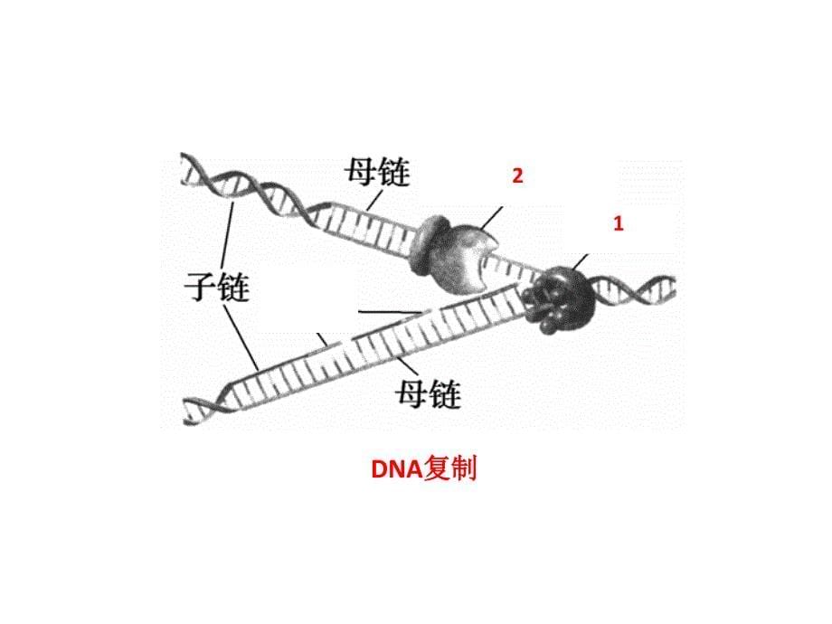 遗传信息的传递与表达课件.ppt_第5页