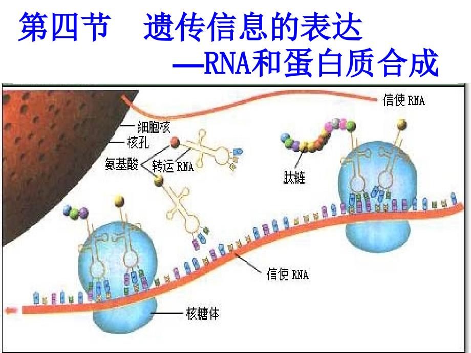 遗传信息的表达RNA和蛋白质合成教学_第1页