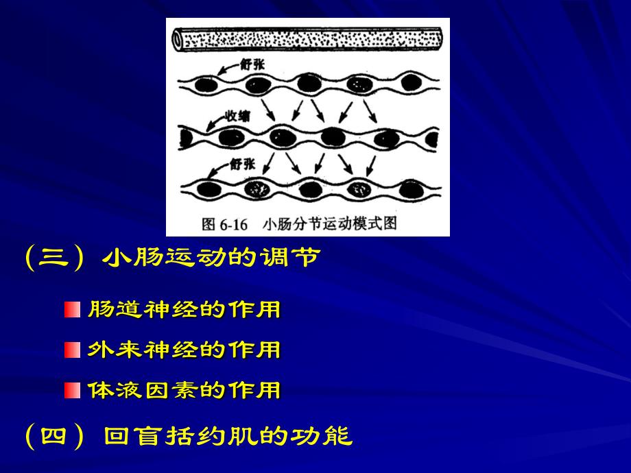 三小肠液的分泌_第2页