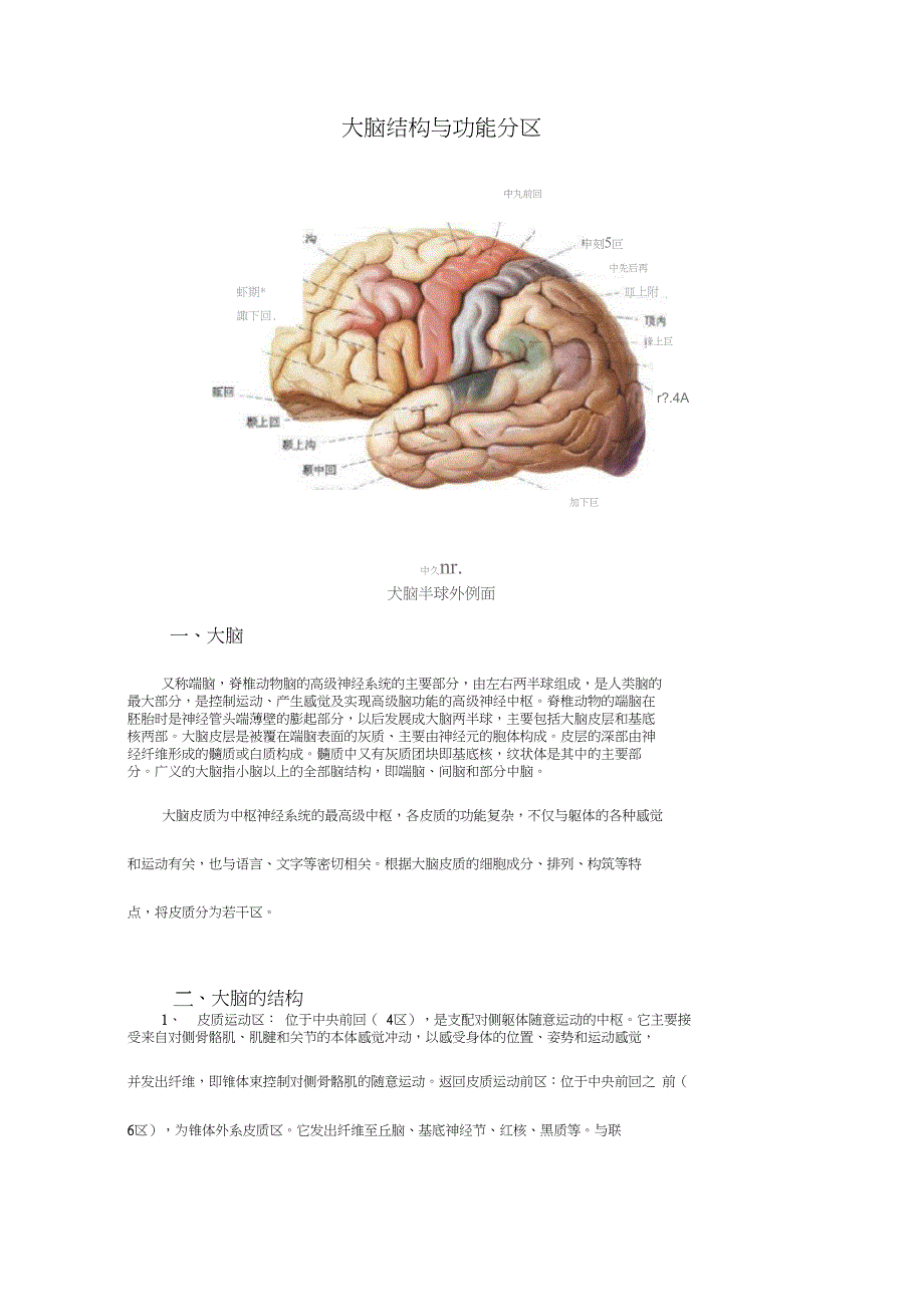 (完整版)大脑结构与功能分区_第1页