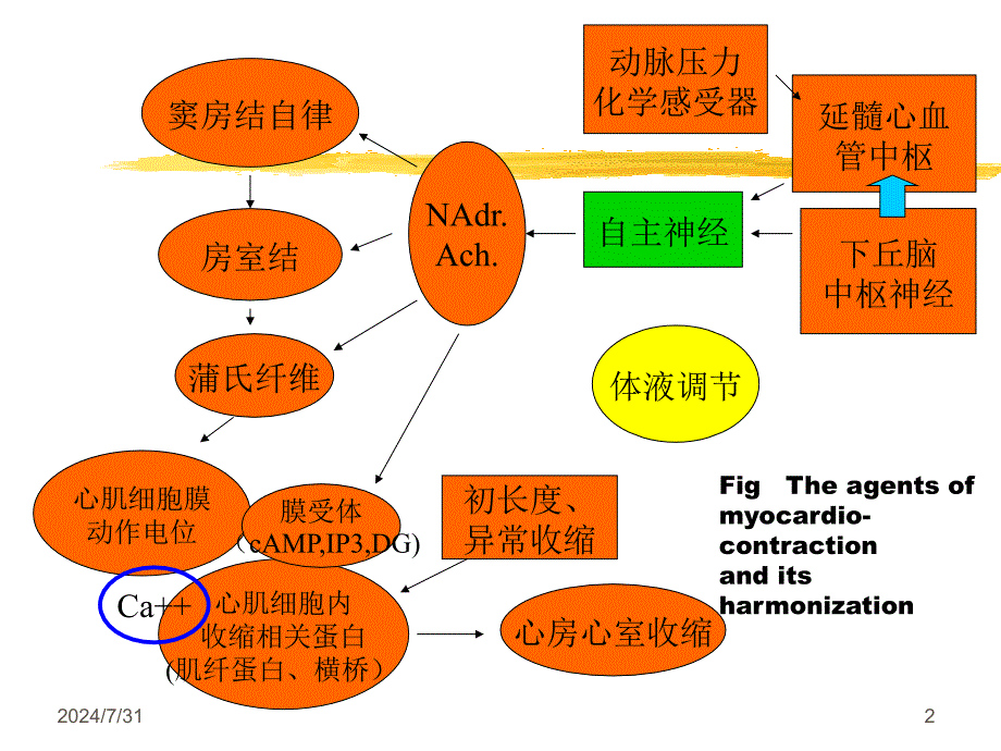 最新循环系统脏器循环PPT课件_第2页