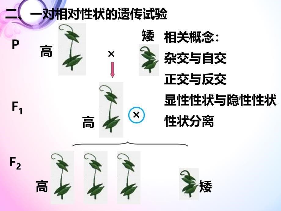 遗传因子的发现ppt_第5页