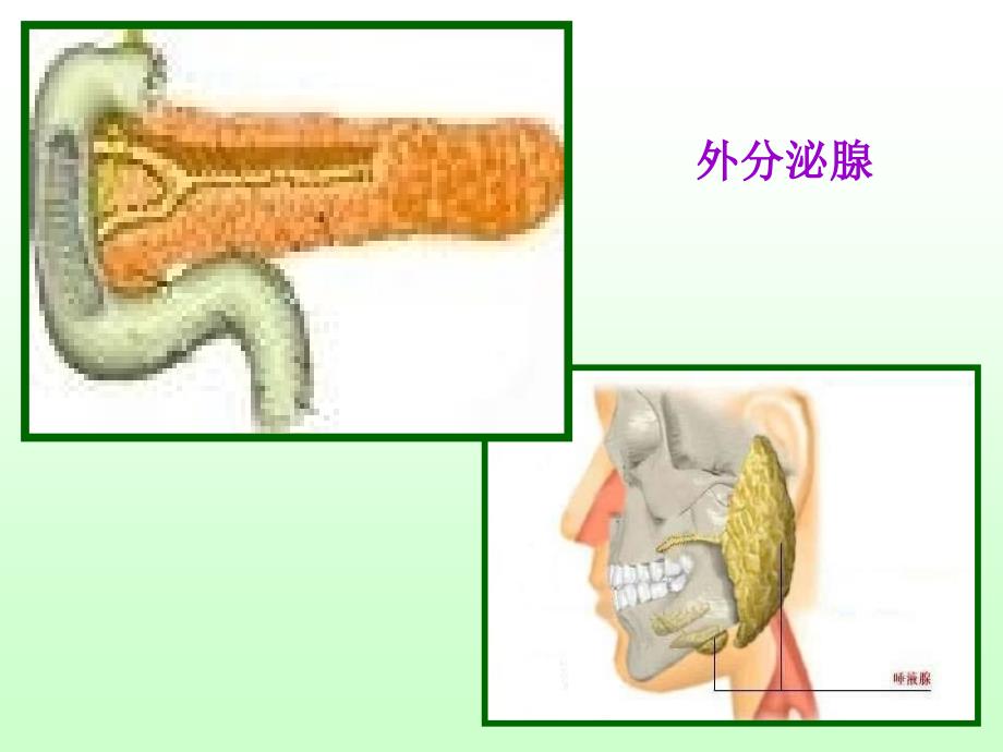 人教版教学课件必修三稳态动物和人体生命活动的调节体液调节_第3页