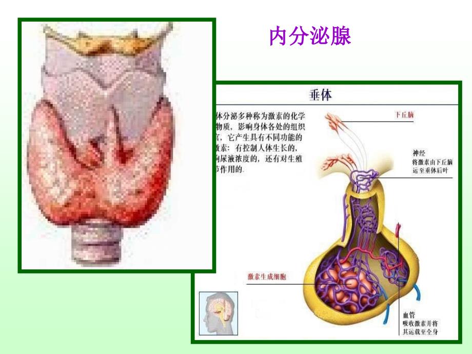 人教版教学课件必修三稳态动物和人体生命活动的调节体液调节_第4页