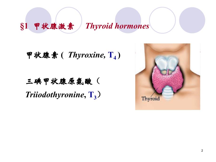 最新：第36章甲状腺激素及抗甲状腺药11口腔文档资料_第2页