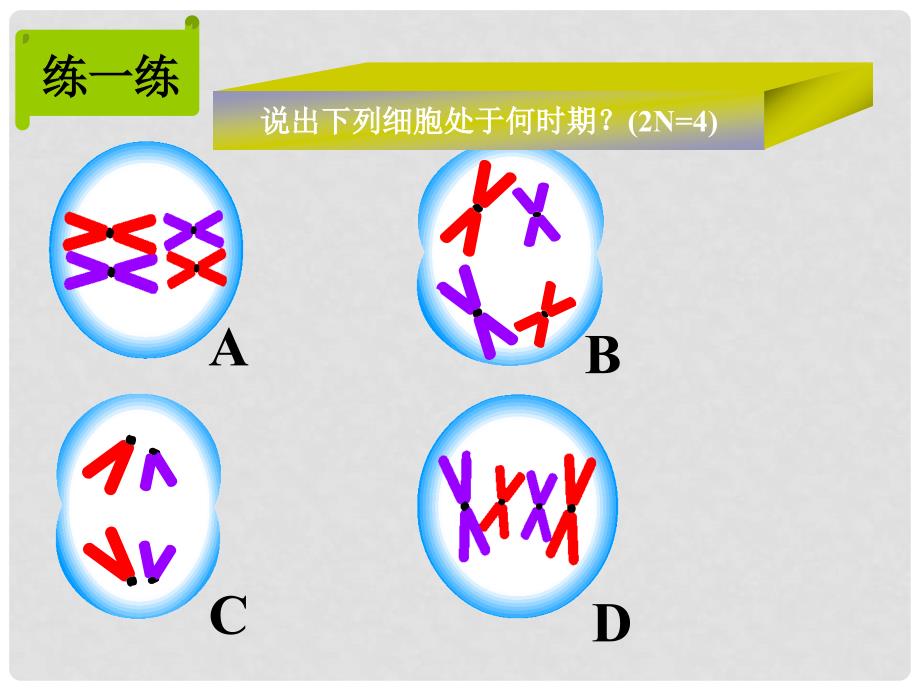 甘肃省白银市会宁县第四中学高中生物 减数分裂课件 新人教版必修2_第3页