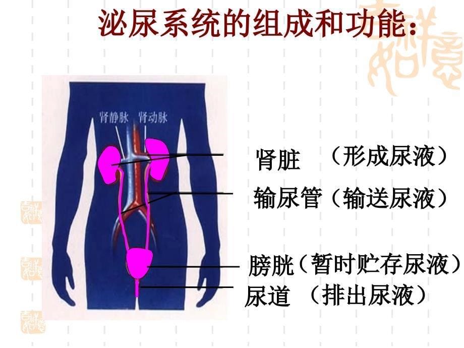 《尿的形成和排出》PPT课件.ppt_第5页