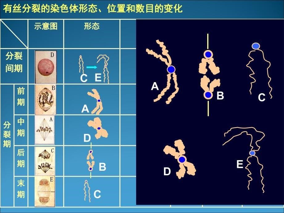 《细胞的增殖》PPT课件_第5页