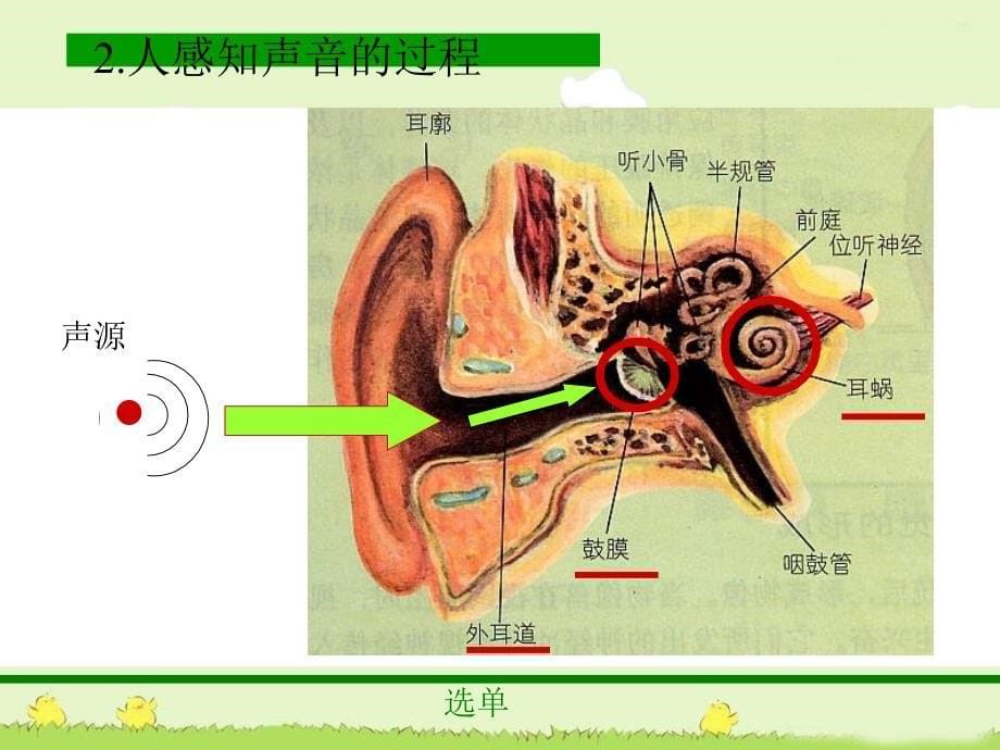 (教科版)四年级科学上册课件_我们是怎样听到声音的_第5页