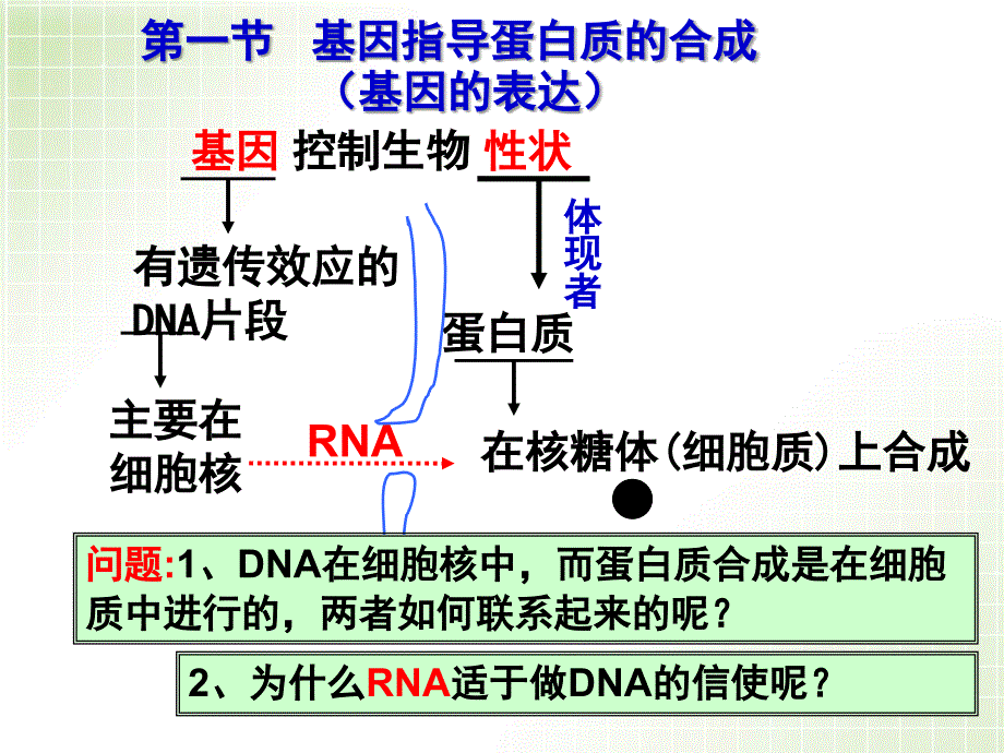 轮复习(最新)-基因的表达.ppt_第3页