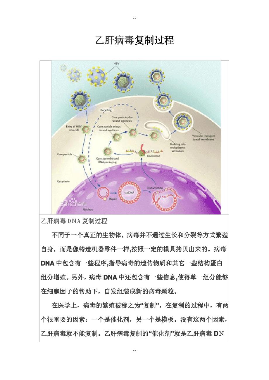 乙肝病毒复制过程_第1页