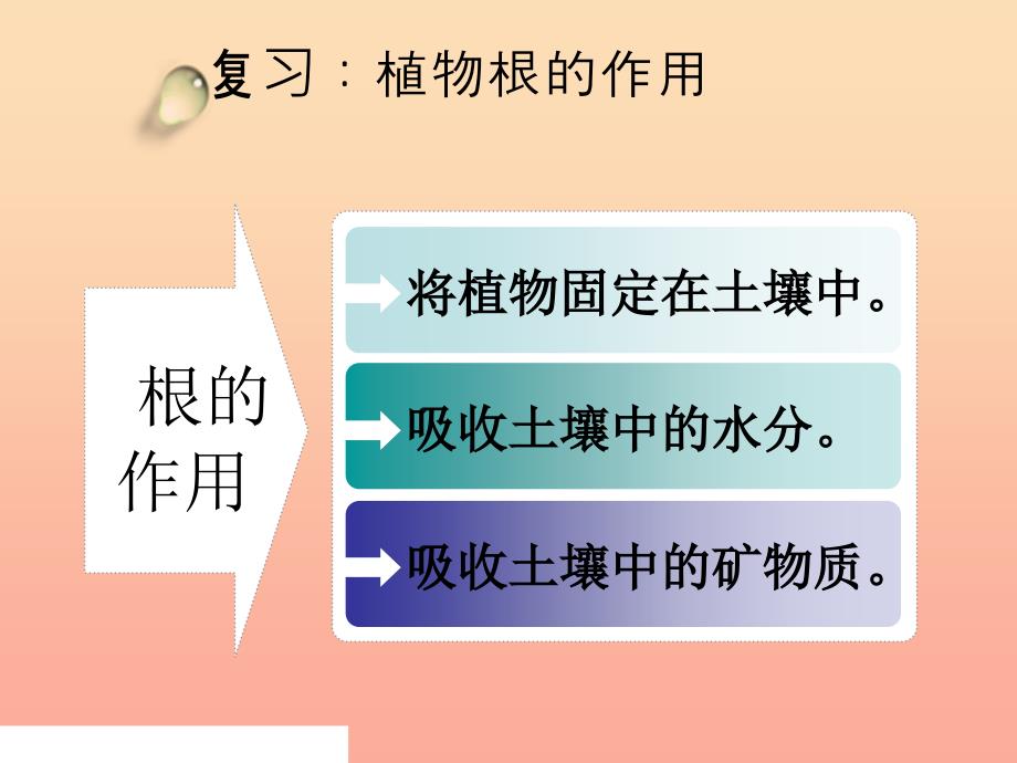 三年级科学下册 植物的生长变化 4 种子变成了幼苗课件2 教科版.ppt_第1页