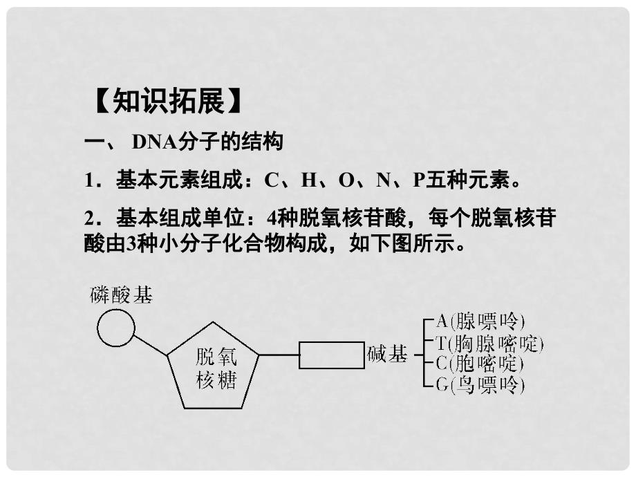 高考生物第一轮总复习 3.33DNA双螺旋结构模型的构建课件 浙科版必修2_第4页