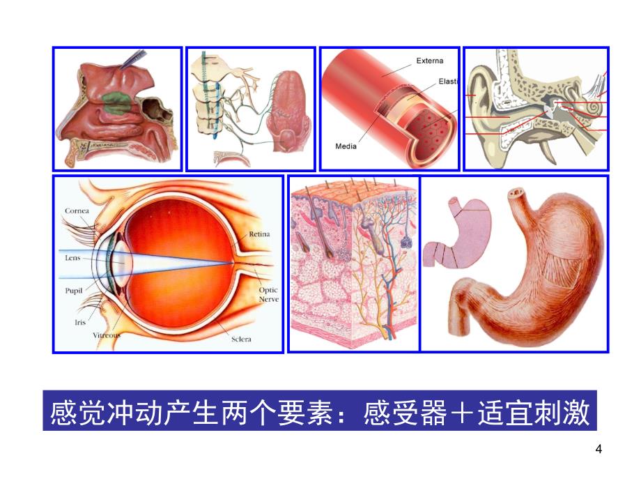 【课件】视器(眼)与位听器(耳)_第4页