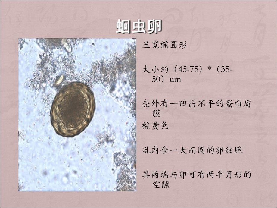 寄生虫学虫卵总结及图片1_第1页