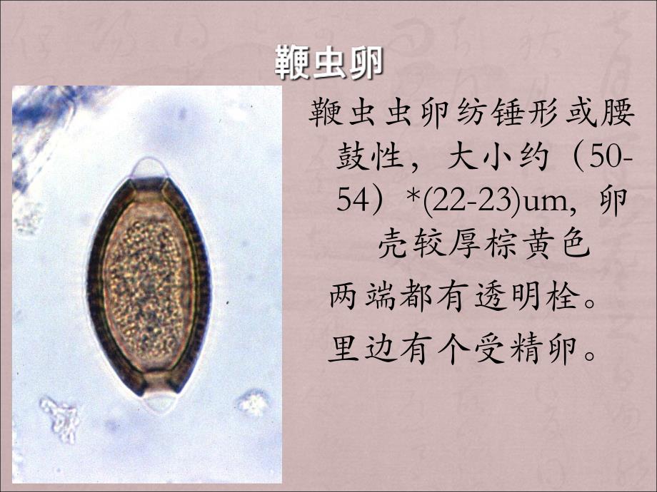 寄生虫学虫卵总结及图片1_第2页